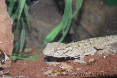 Tarentola mauritanica 1.0