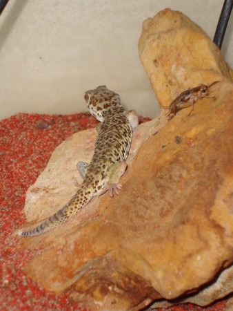 Teratoscincus roborowskii 1.0
