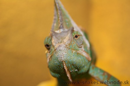 Vaňan (King of POP)