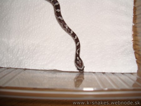 3- Anery het amel, hypo stripe 0.1  NZ/2012  20€ rezervovana- D.R.S