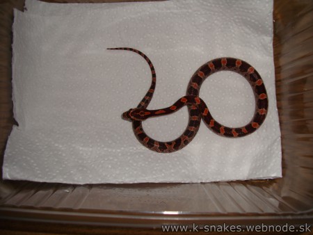 7- Hypo het Anery, Amel, Stripe 0.1 NZ/2012   cena-15€  