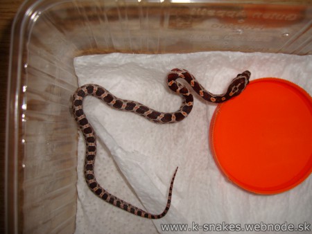 8- Classic het Anery, Amel, Hypo, Motley or Stripe 0.1 NZ/2012   cena-13€