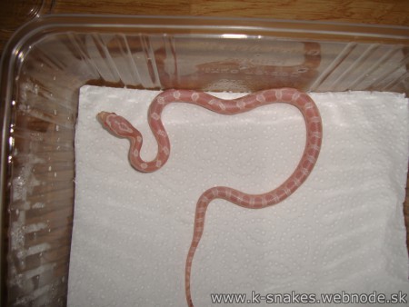 9- Snow het Hypo, Stripe 0.1 NZ/2012   cena-25€  rezervovana- D.R.S