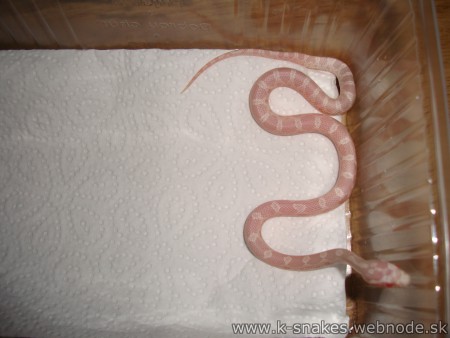 10- Snow het Hypo, Motley or Stripe 1.0 NZ/2012   cena-20€