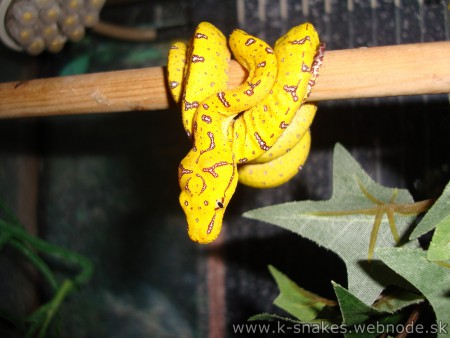 Sheena (pracovne meno)