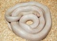 Cissa